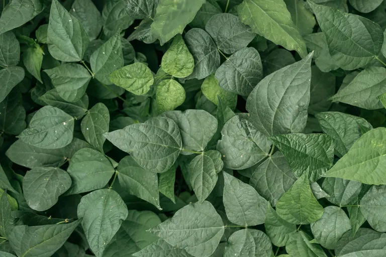 Imagem da notícia Retificação: Chamada para pesquisas genômicas com o Paraná